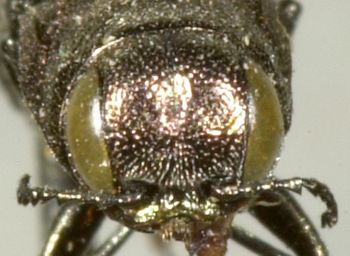 Media type: image;   Entomology 2125 Aspect: head frontal view